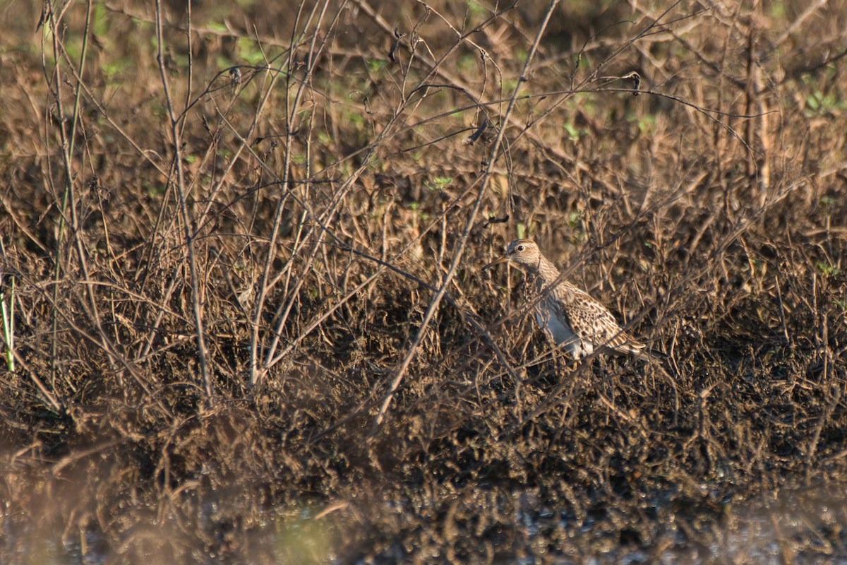 Pectoral Sandpiper - ML642946513