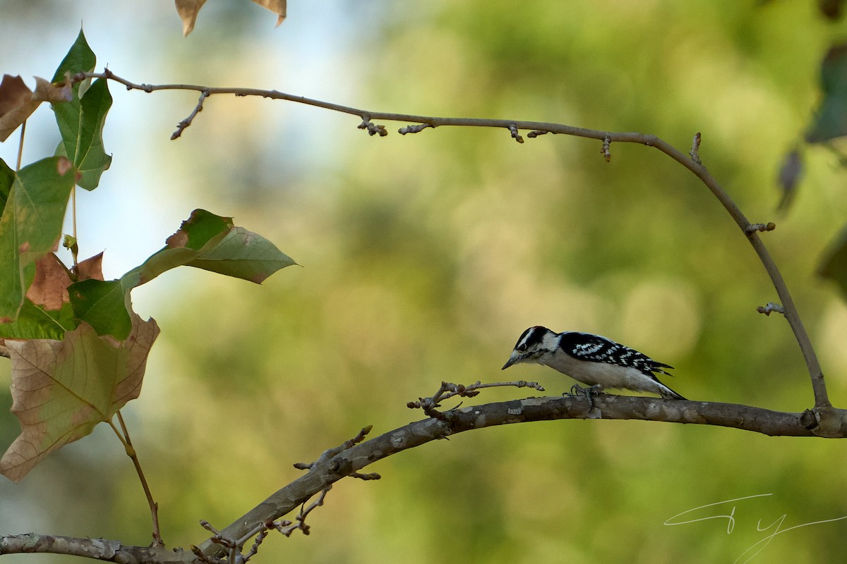 Downy Woodpecker - ML642946514