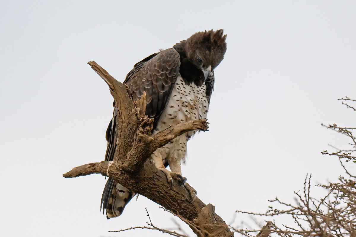 Martial Eagle - ML642946515