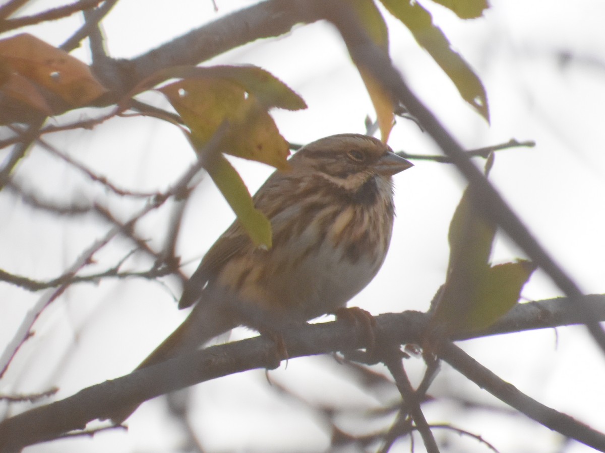 Song Sparrow - ML642946516
