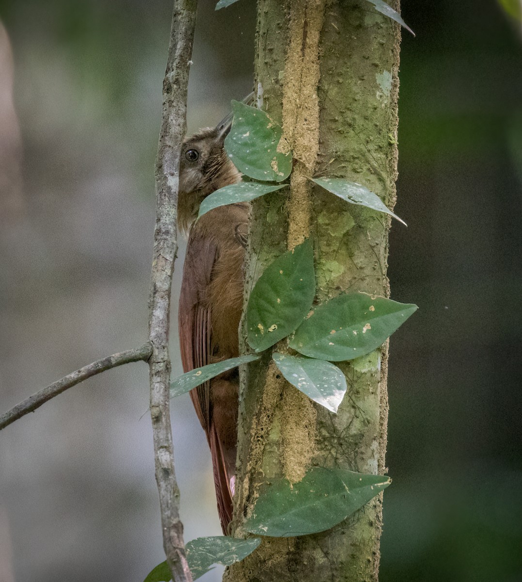 Plain-brown Woodcreeper - ML642946517