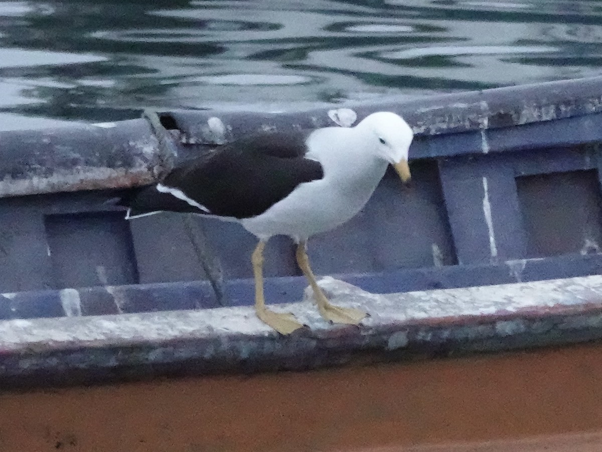 Belcher's Gull - ML642946518