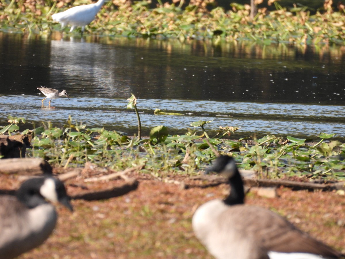Lesser Yellowlegs - ML642946519
