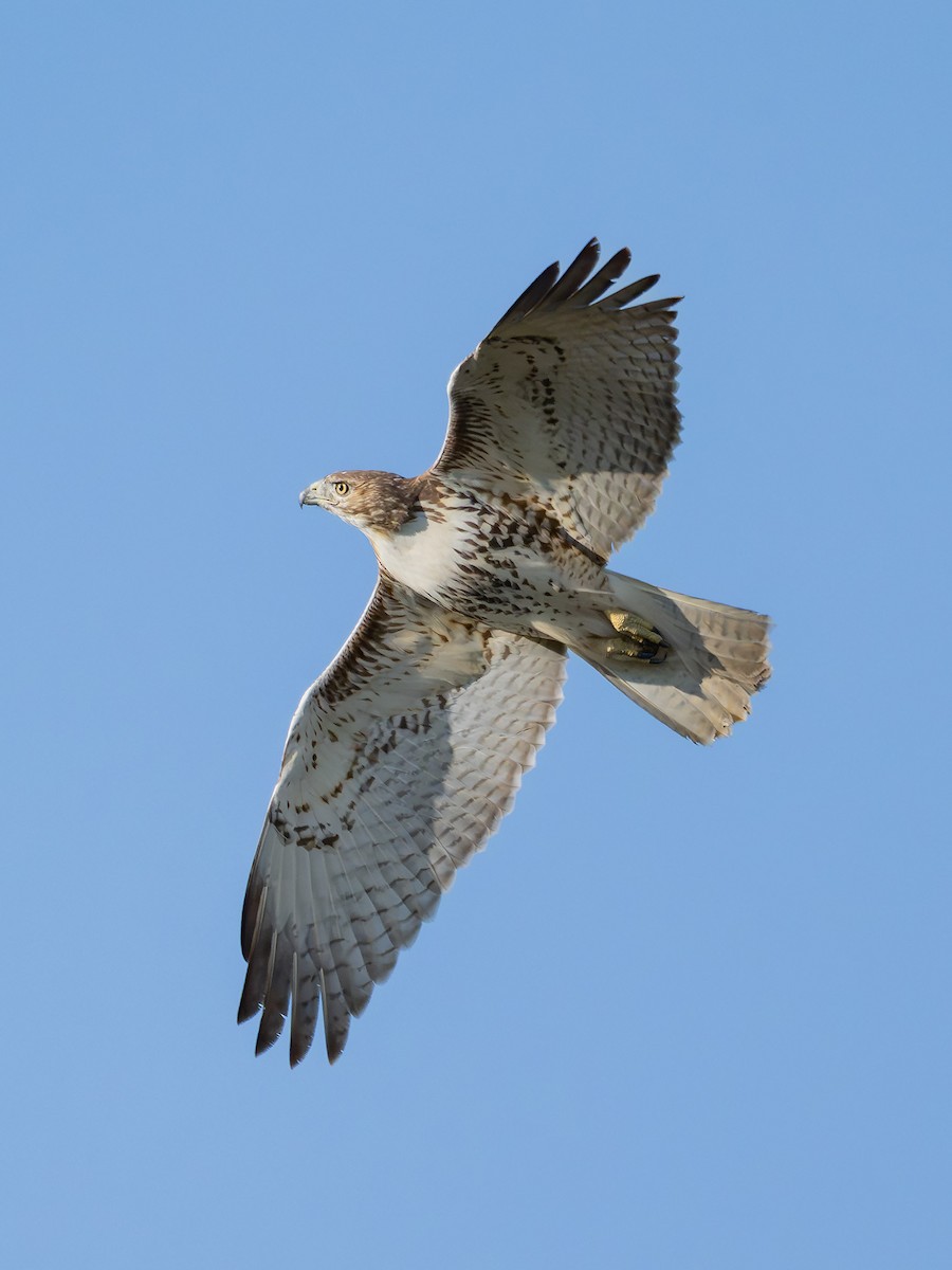 Red-tailed Hawk - ML642946520
