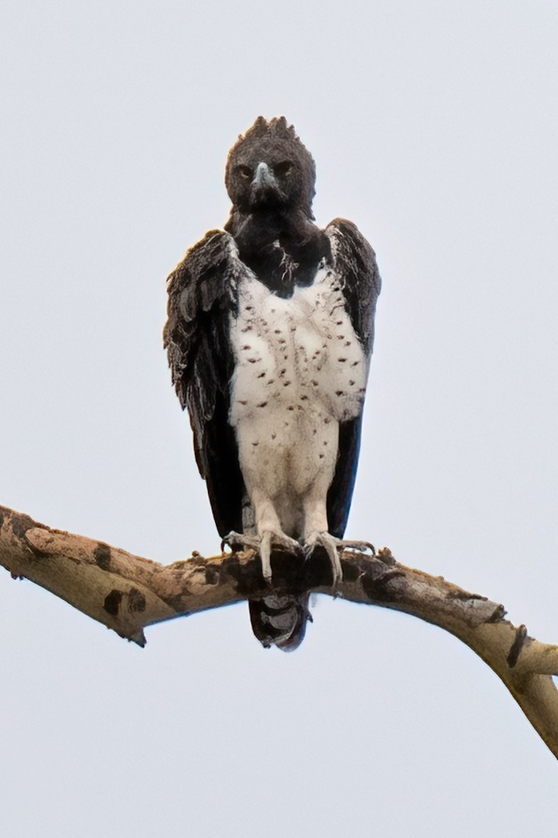Martial Eagle - ML642946521