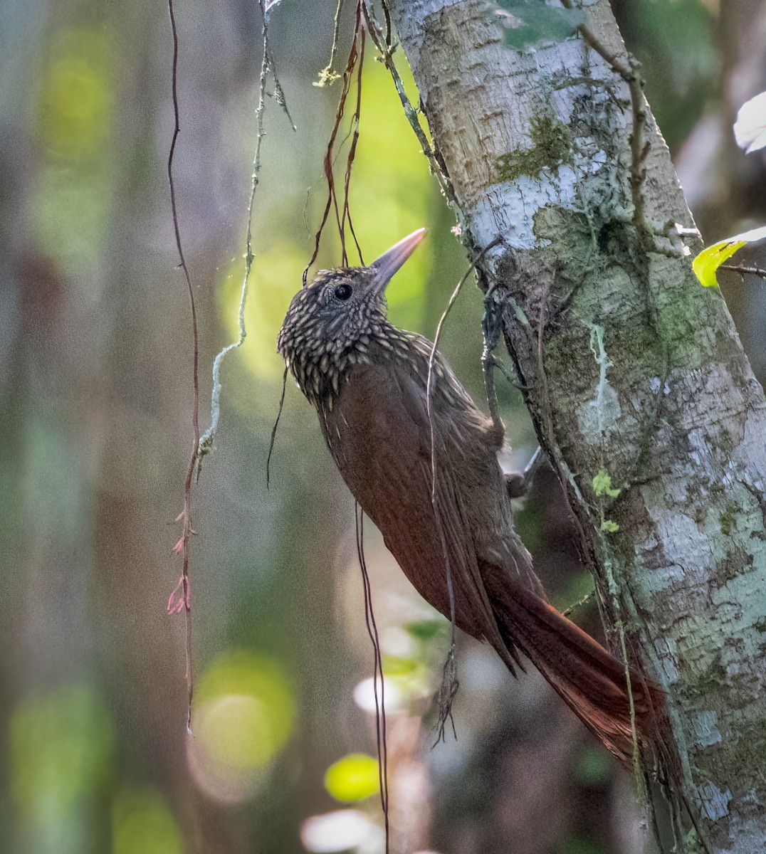 Buff-throated Woodcreeper - ML642946522