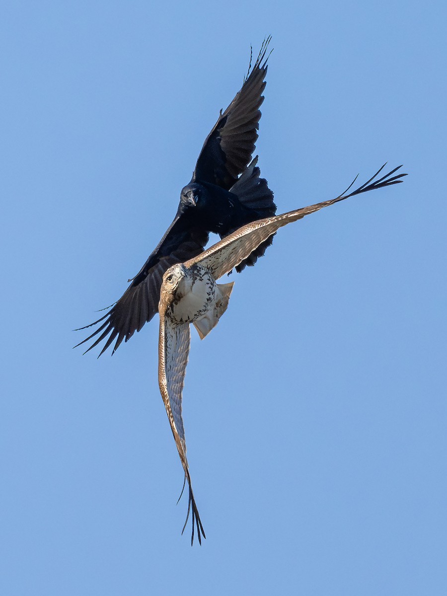 Red-tailed Hawk - ML642946523
