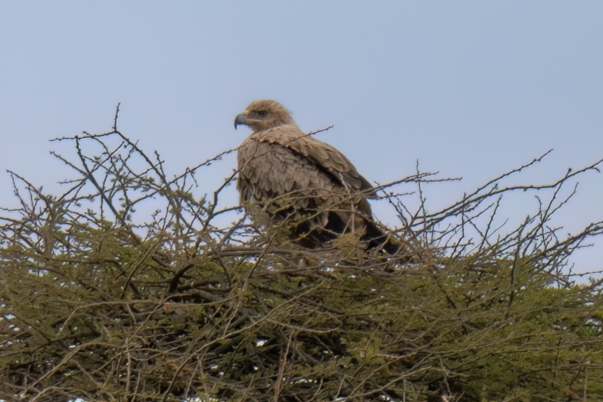 Tawny Eagle - ML642946524