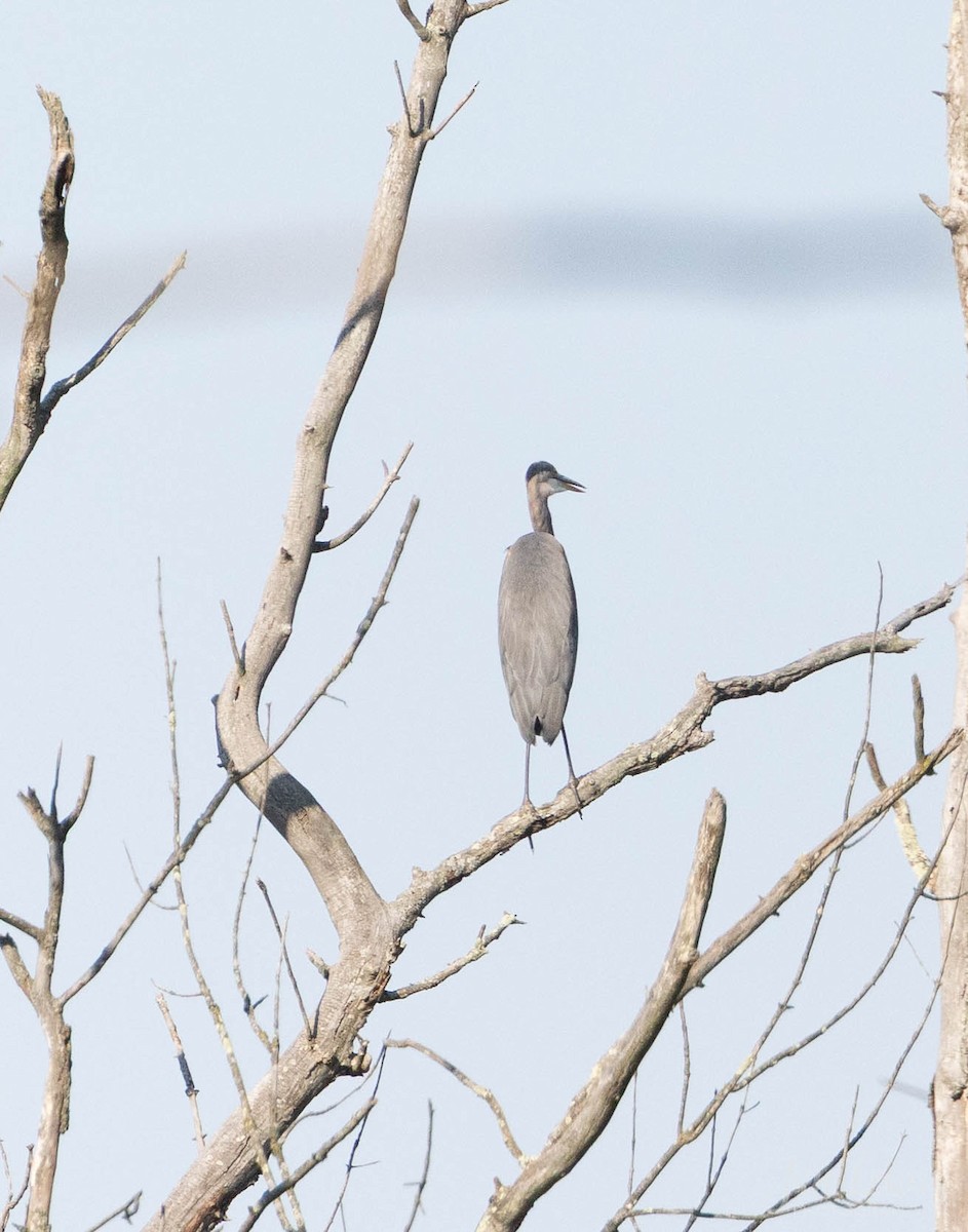 Great Blue Heron - ML642946525