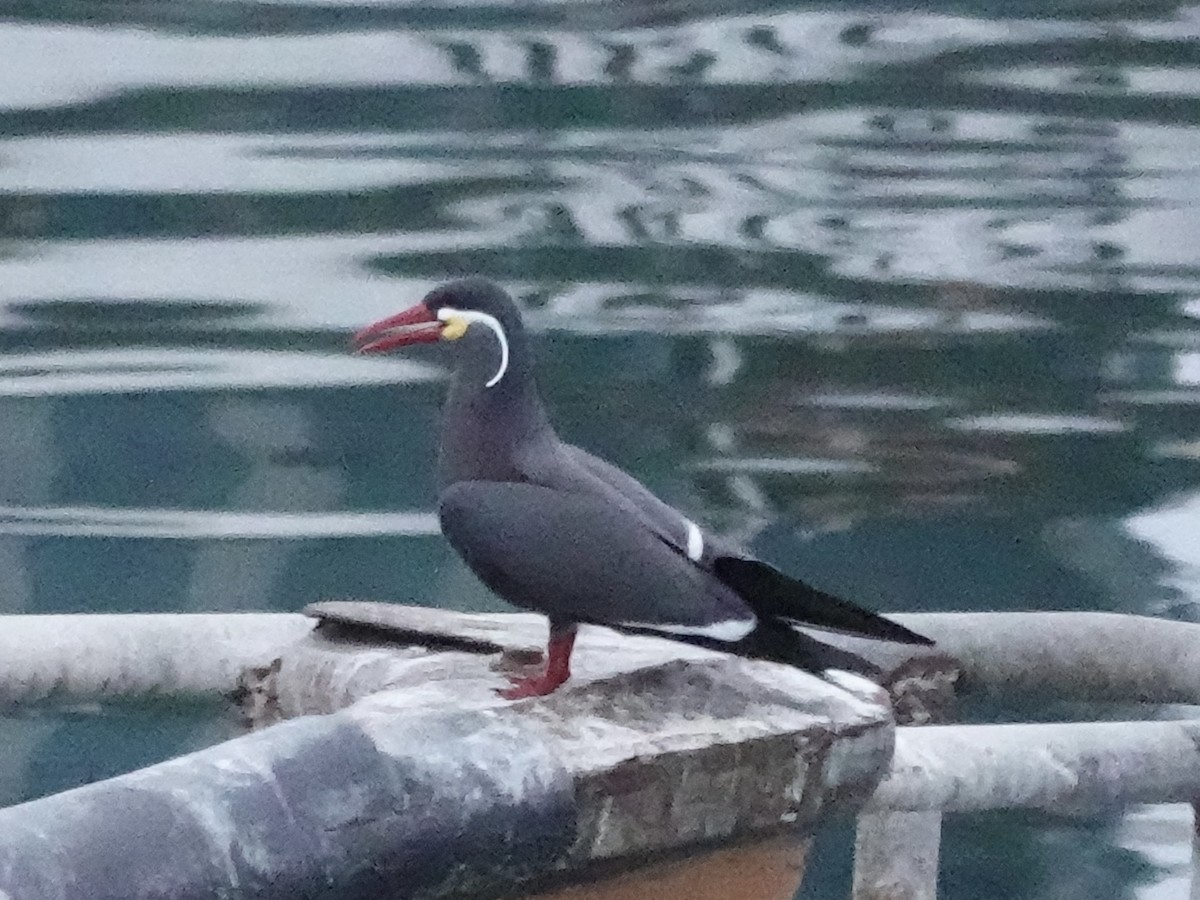 Inca Tern - ML642946526