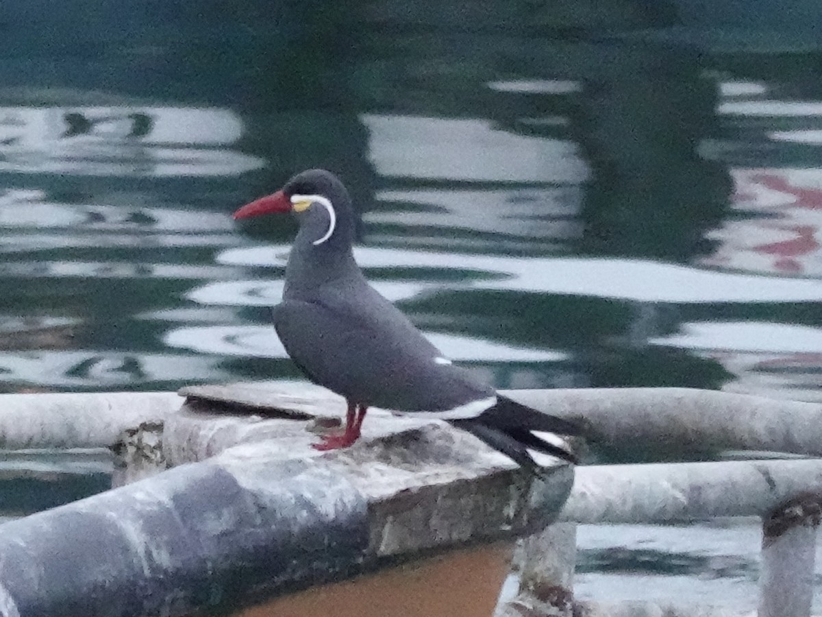 Inca Tern - ML642946527