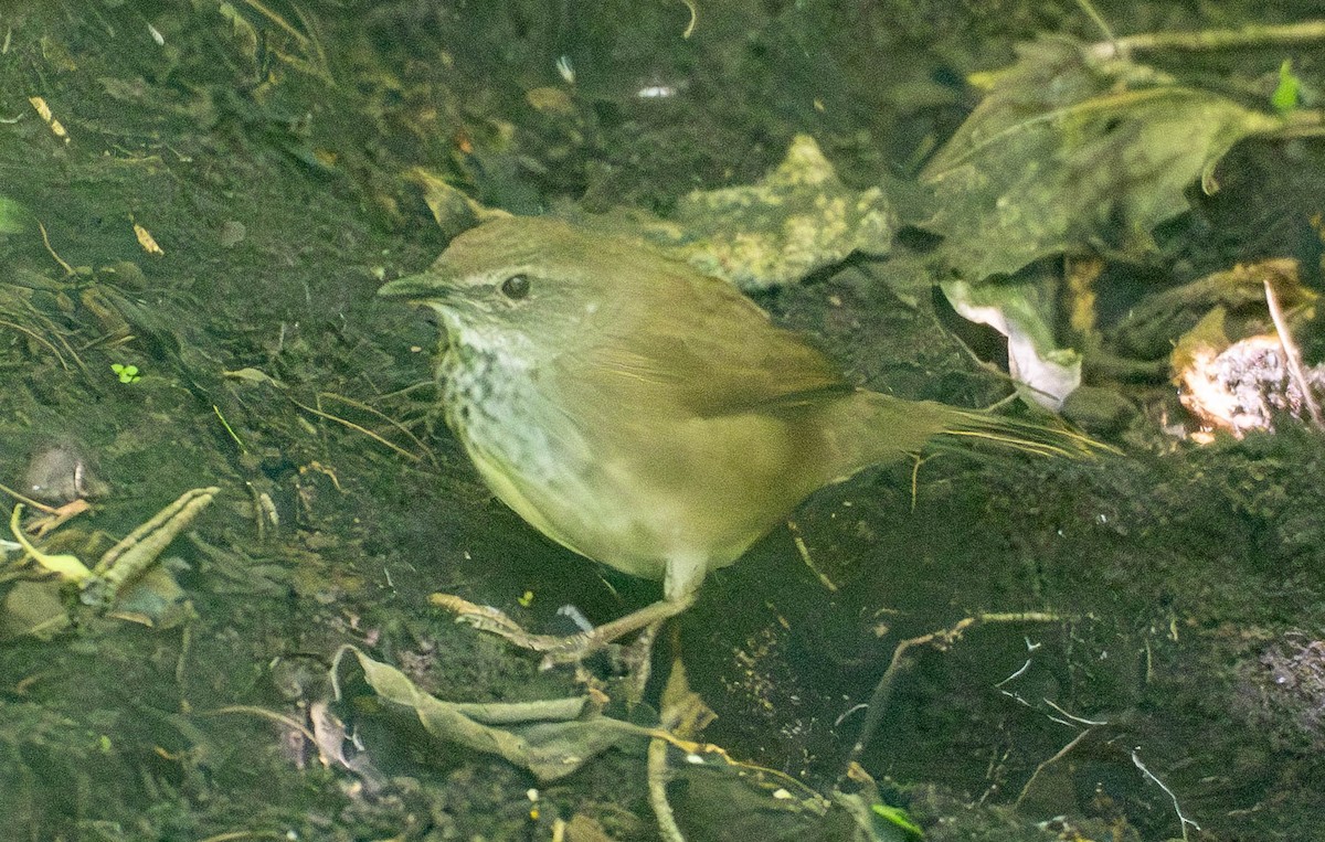 Javan Bush Warbler - ML642946528