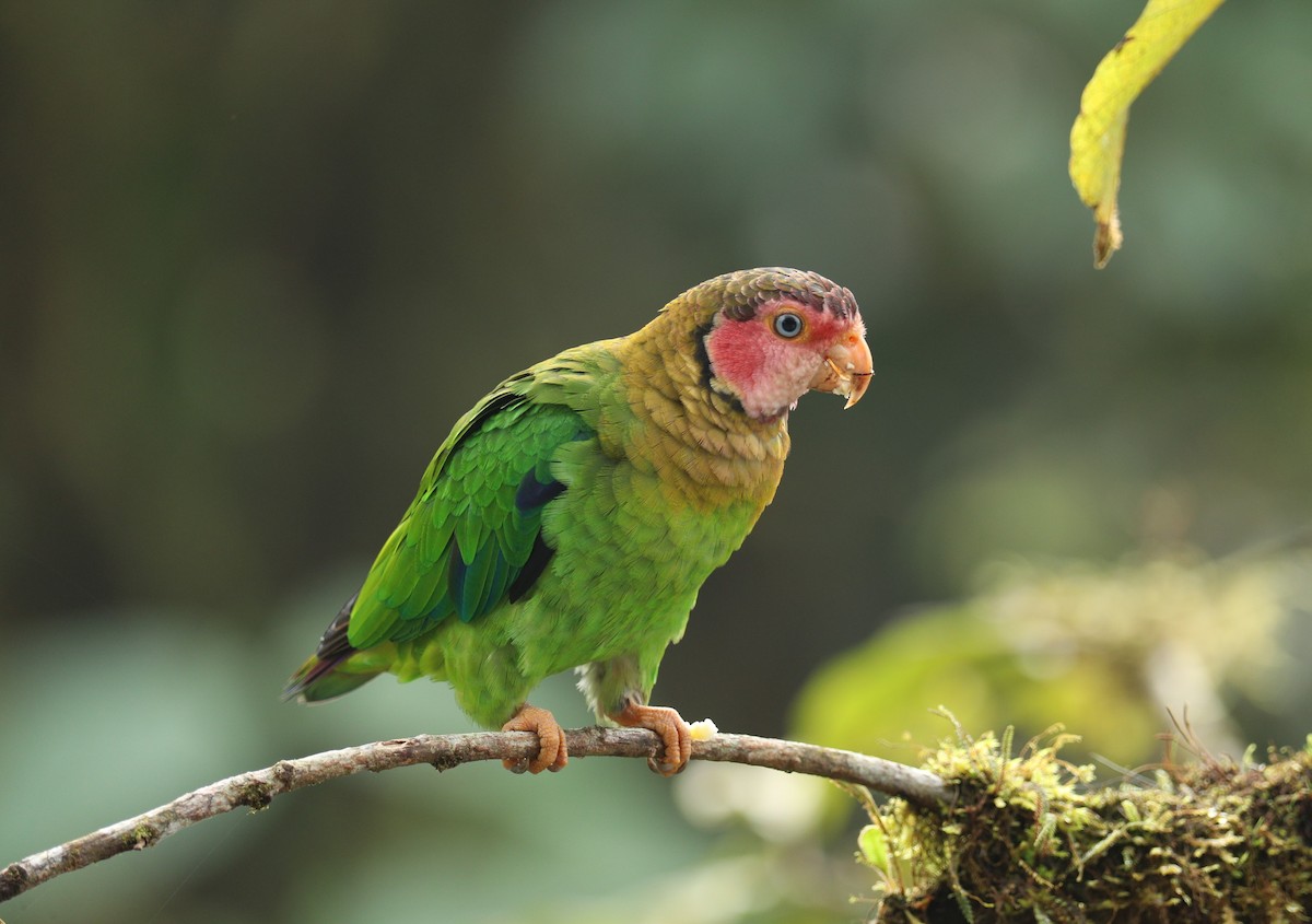 Rose-faced Parrot - ML642946530