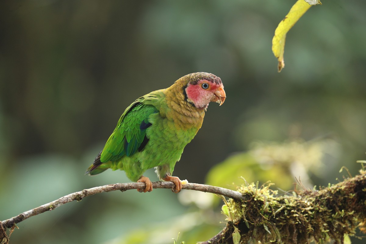 Rose-faced Parrot - ML642946531