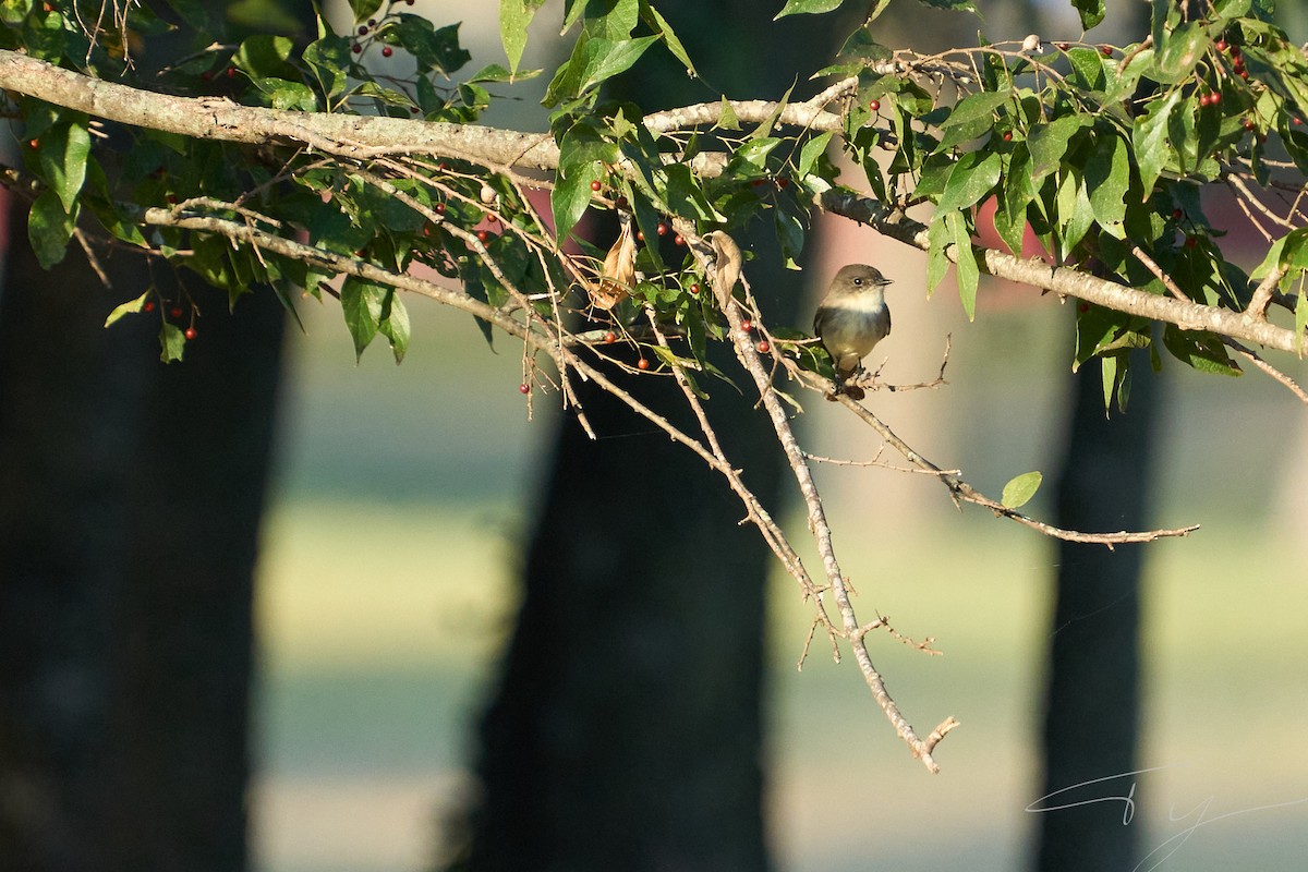 Eastern Phoebe - ML642946532