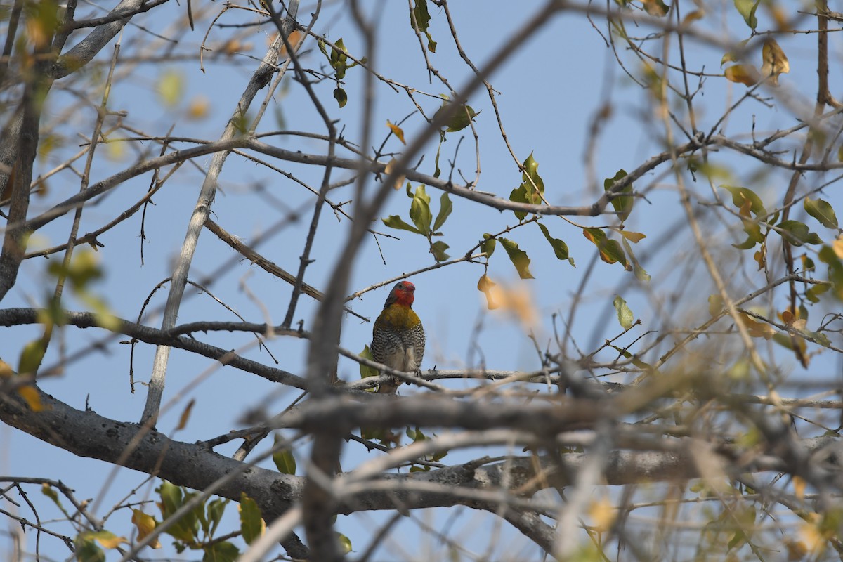 Green-winged Pytilia - ML642946533