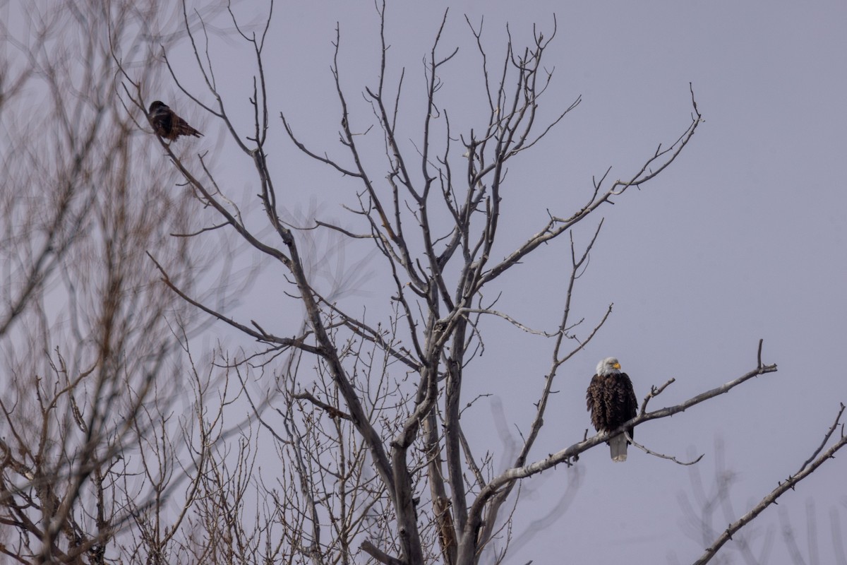 Bald Eagle - ML642946534