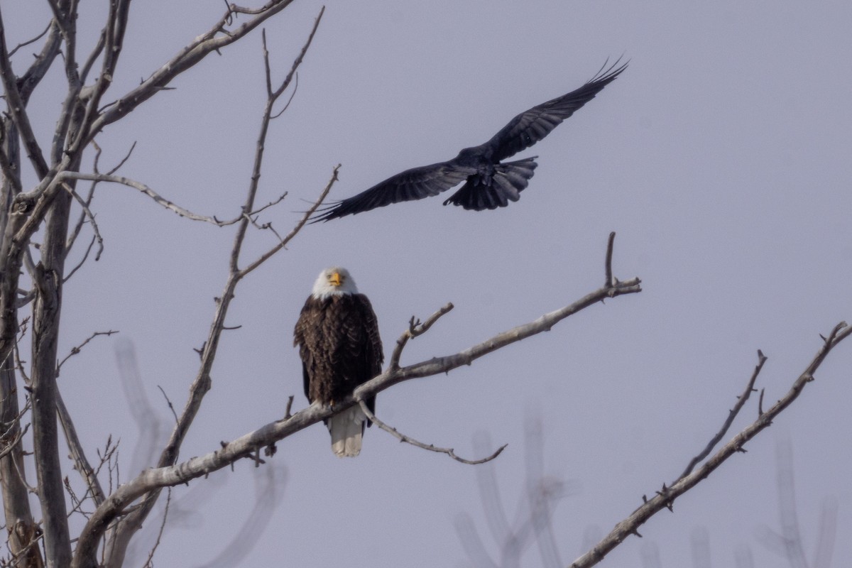 Bald Eagle - ML642946535