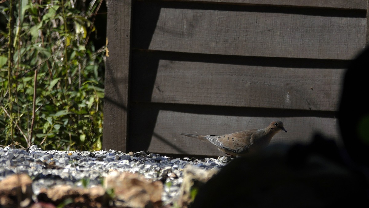 Mourning Dove - ML642946536