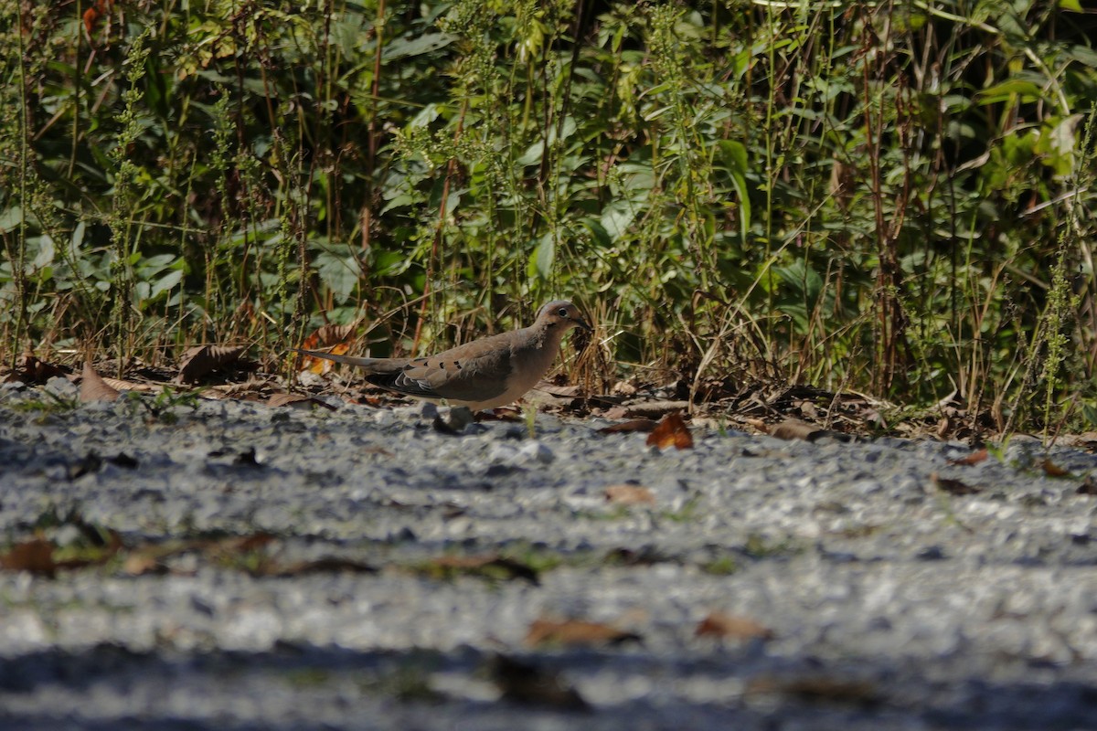 Mourning Dove - ML642946537