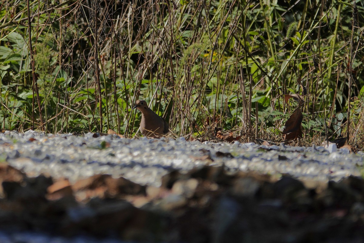 Mourning Dove - ML642946538