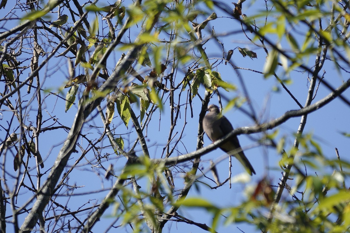 Mourning Dove - ML642946539