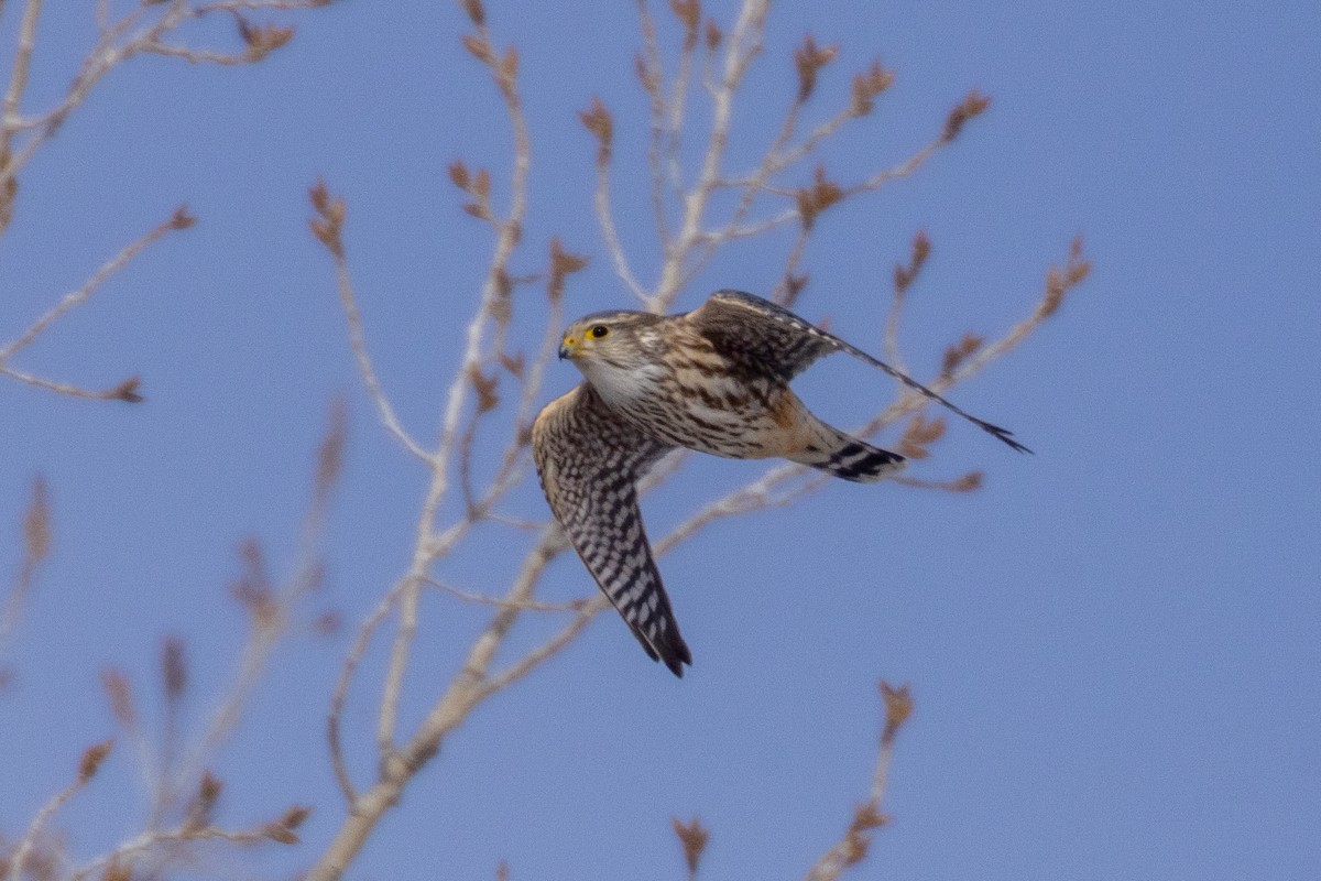 Merlin (Prairie) - ML642946541