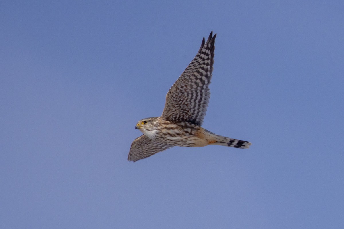Merlin (Prairie) - ML642946542