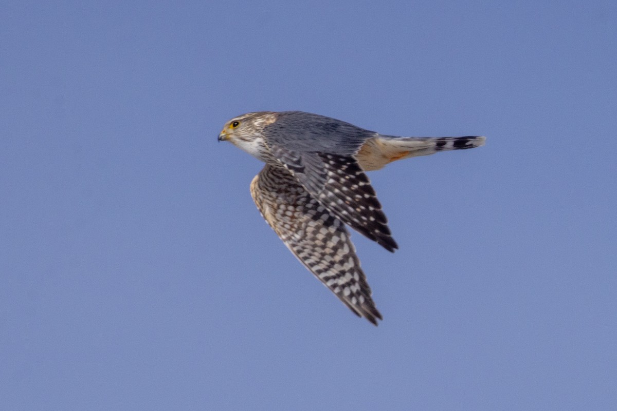 Merlin (Prairie) - ML642946543