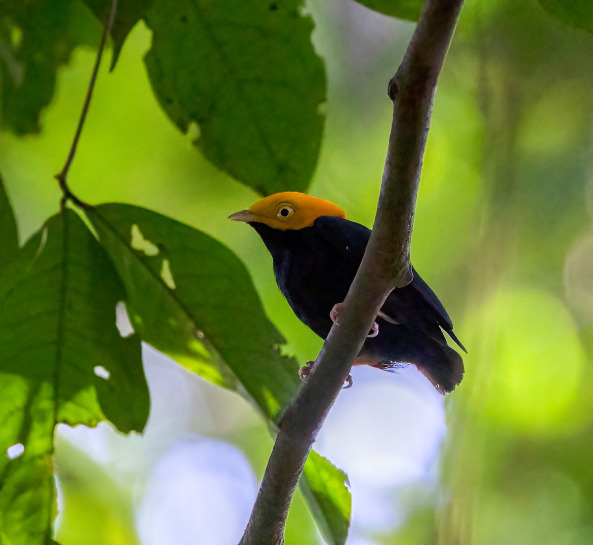 Golden-headed Manakin - ML642946545