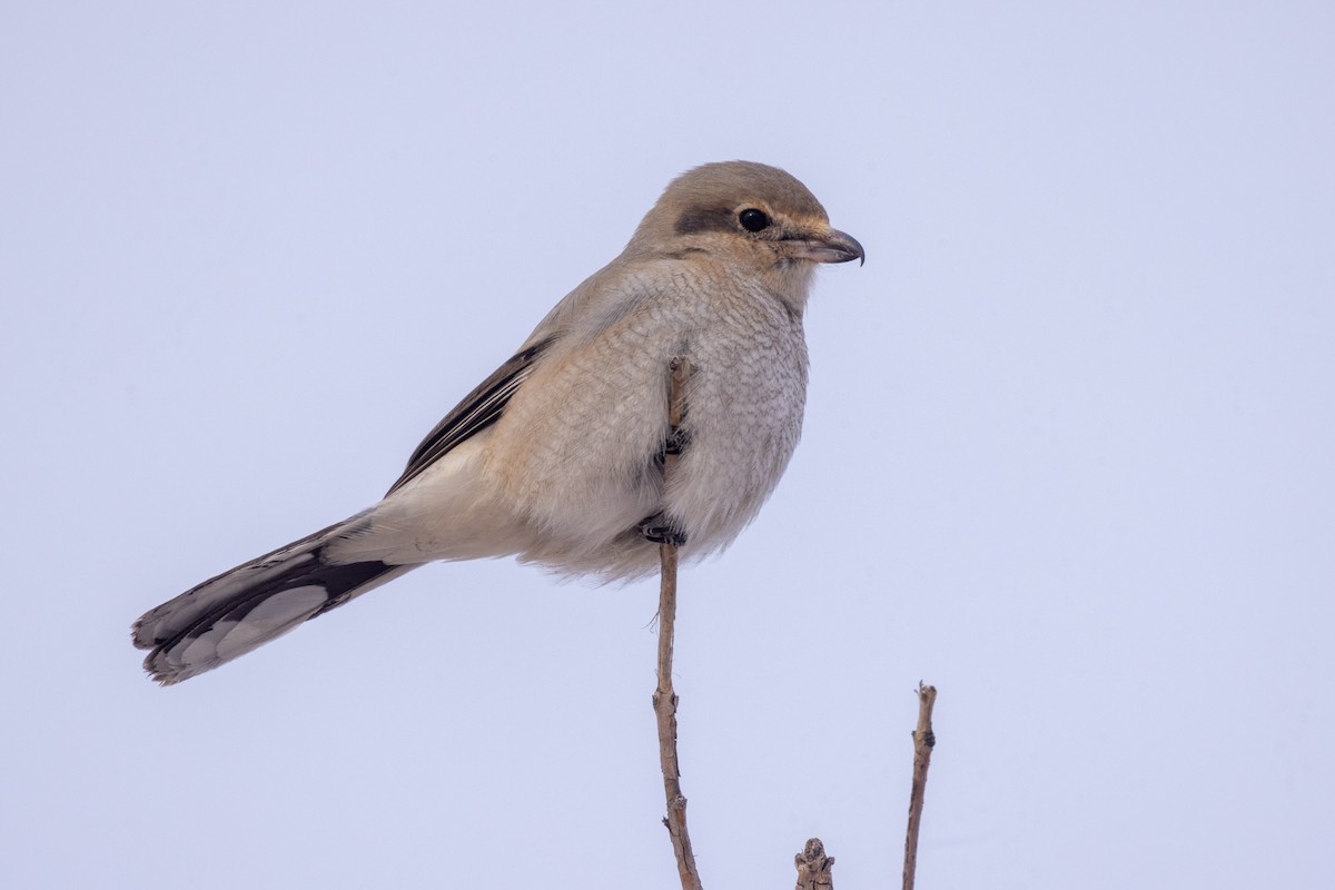 Northern Shrike - ML642946575