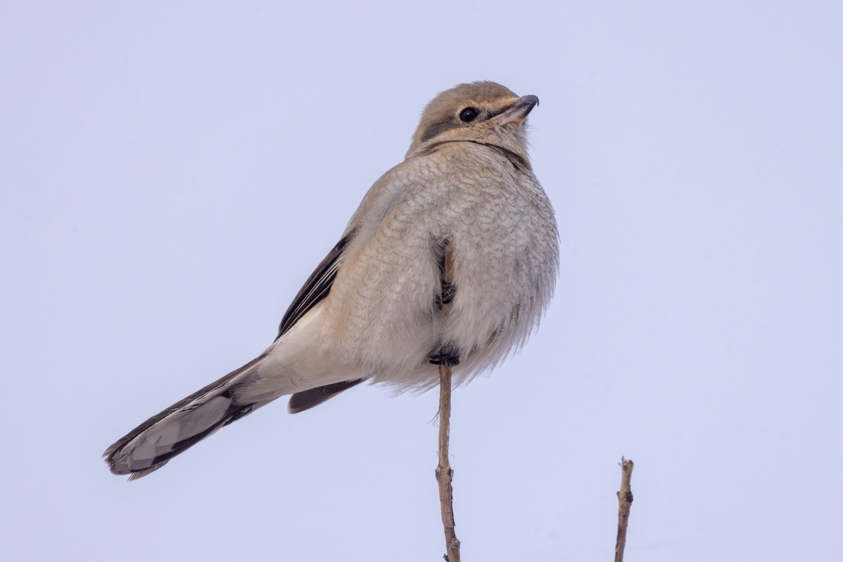 Northern Shrike - ML642946576