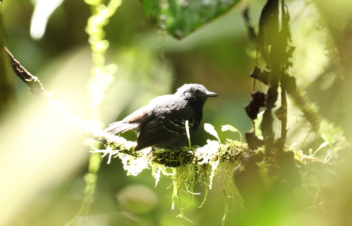 Slaty Antwren - ML642946577