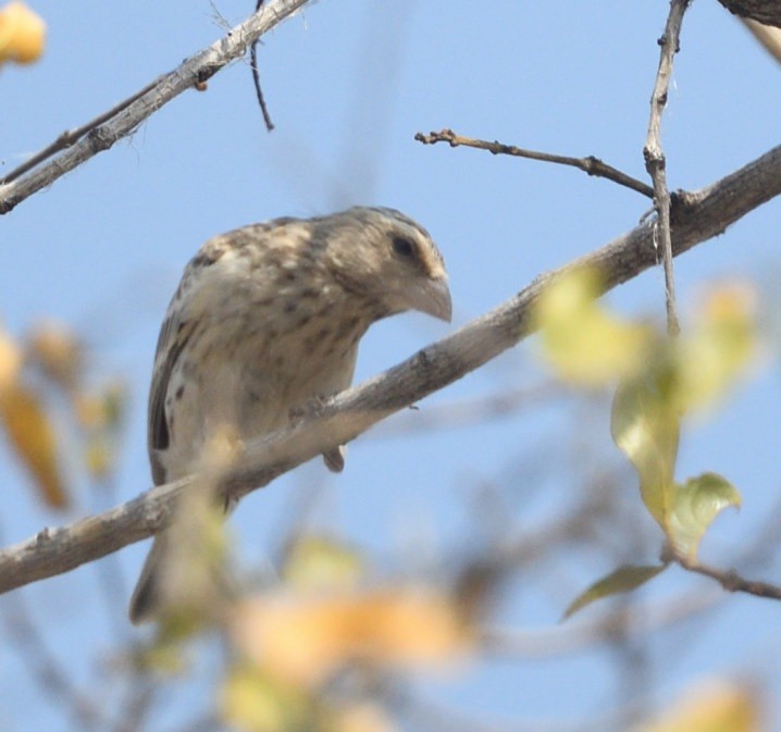 Black-throated Canary - ML642946603
