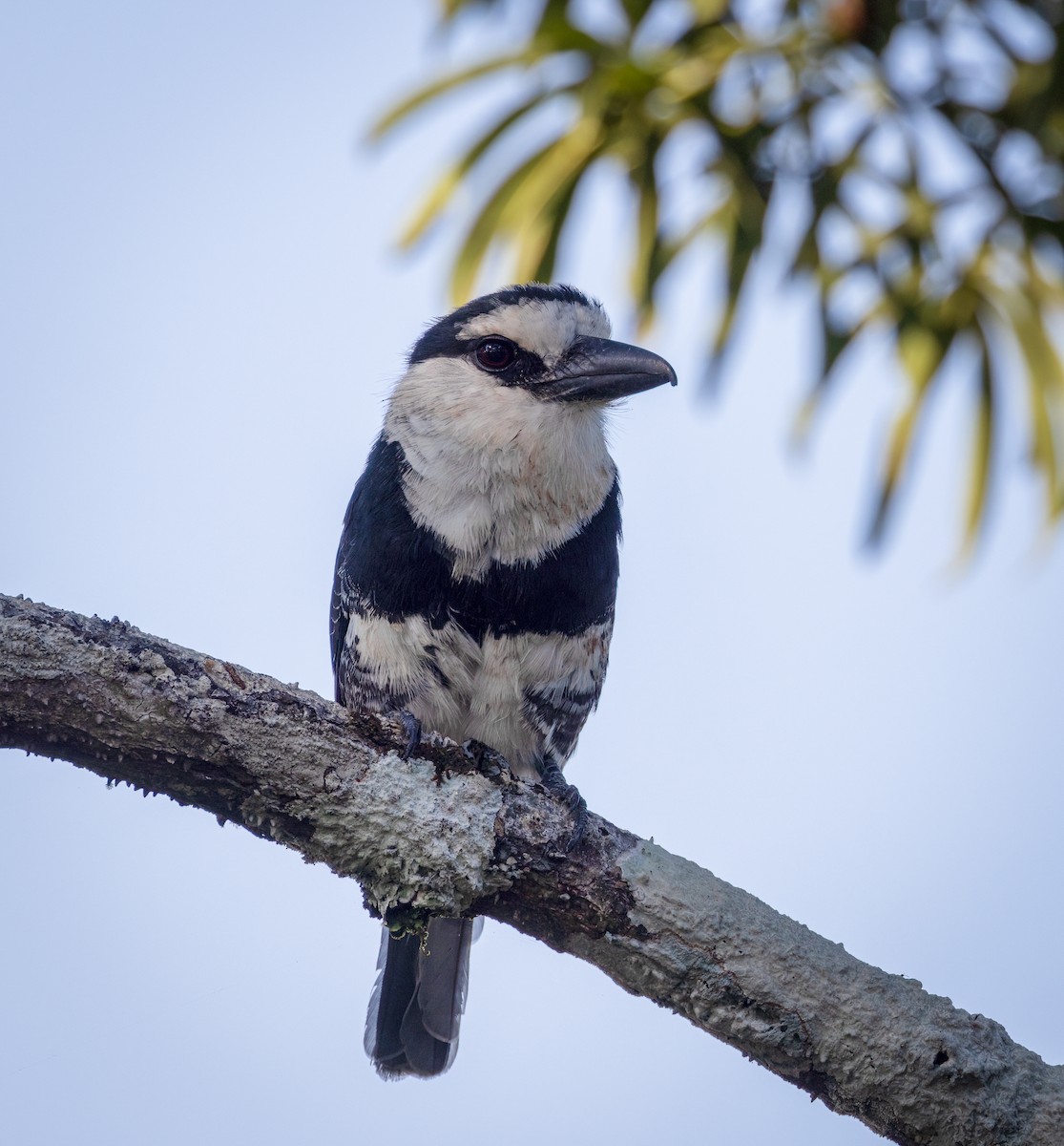 White-necked Puffbird - ML642946620