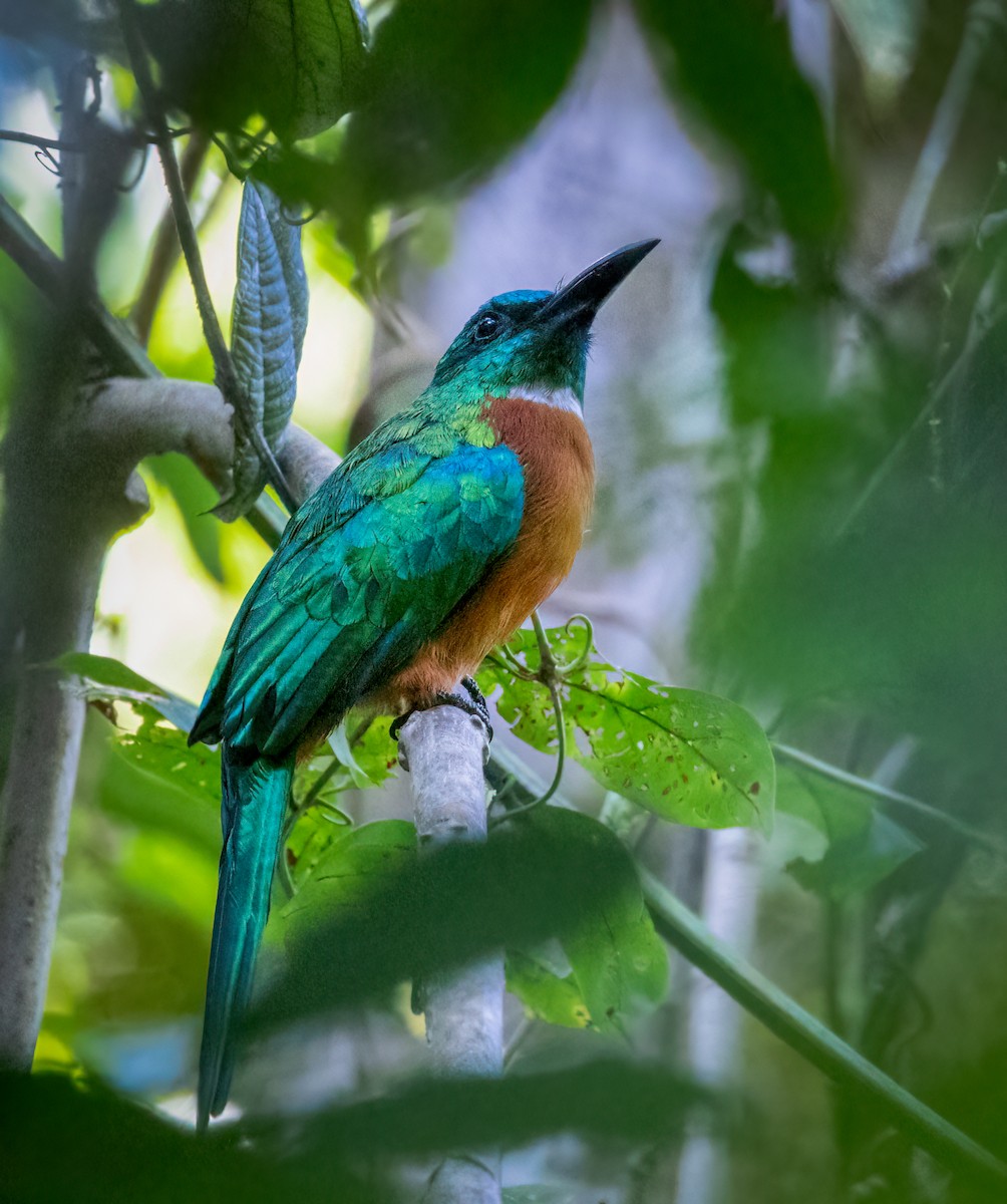 Great Jacamar - ML642946626