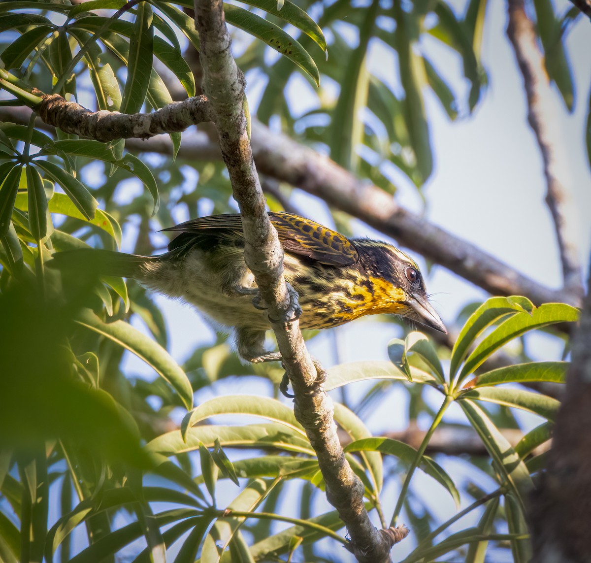 Gilded Barbet - ML642946629