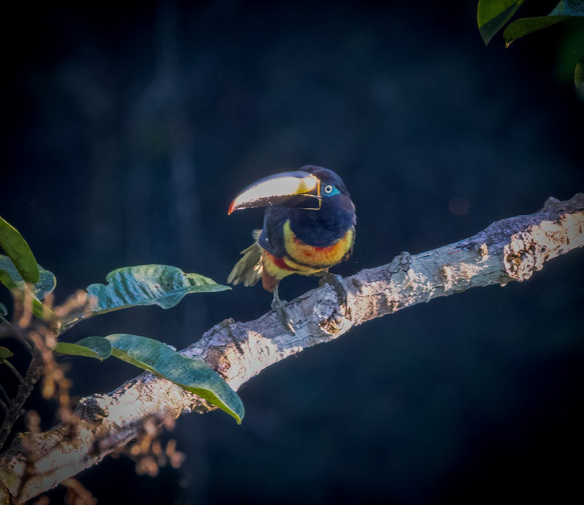 Many-banded Aracari - ML642946634