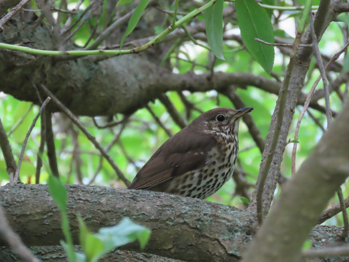 Song Thrush - ML642946650