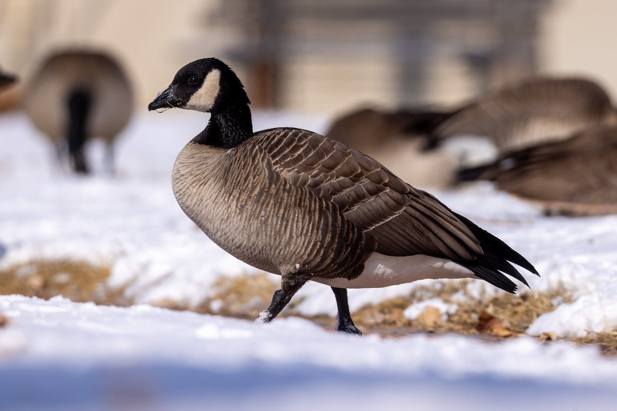 Cackling Goose (Richardson's) - ML642946660