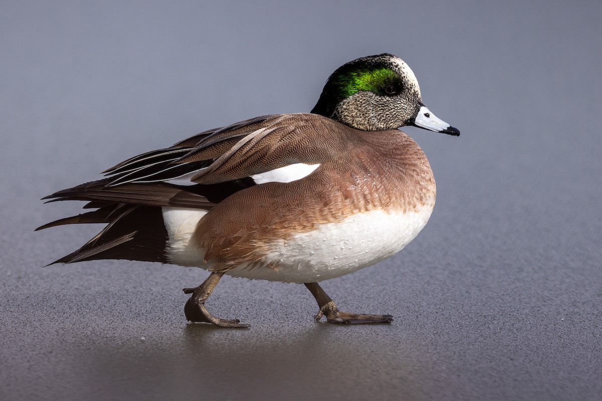American Wigeon - ML642946682