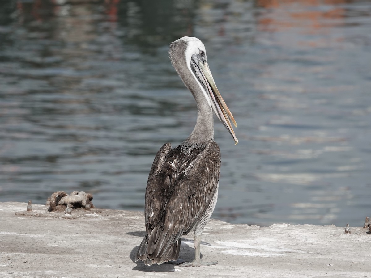 Peruvian Pelican - ML642946688