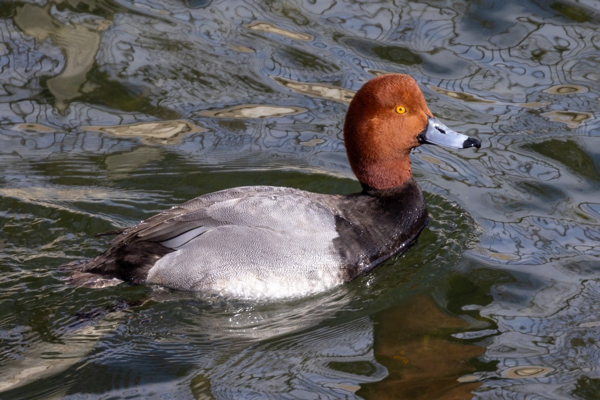 Redhead - ML642946690