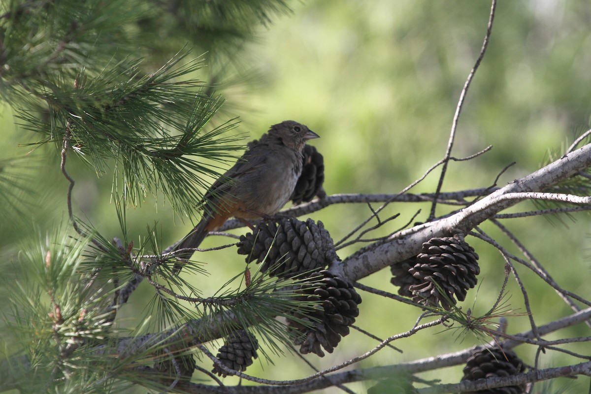 Canyon Towhee - ML642946695