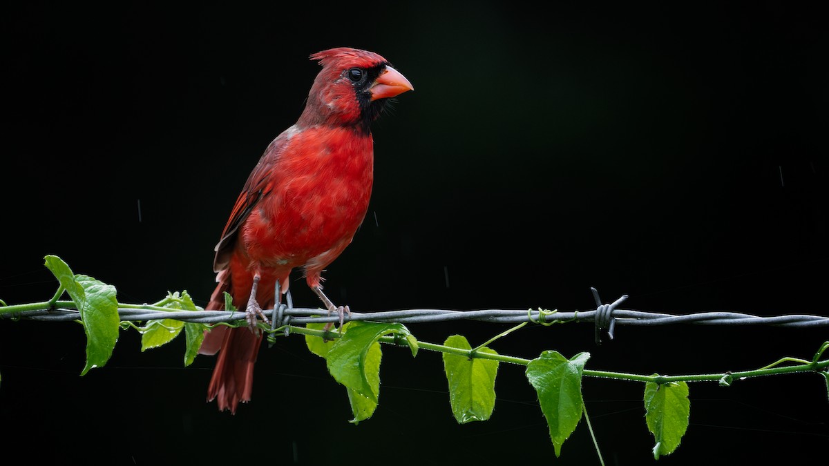 Cardinal rouge (groupe cardinalis) - ML642946706