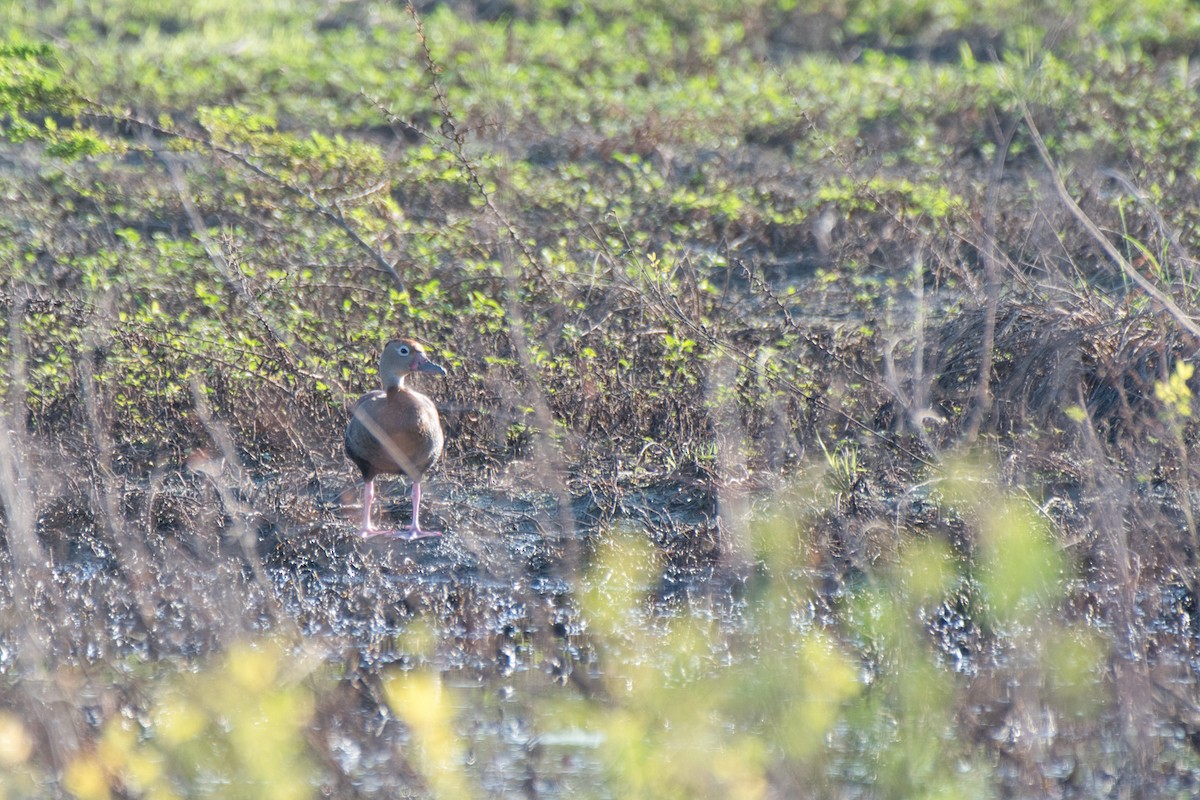 Black-bellied Whistling-Duck - ML642946711