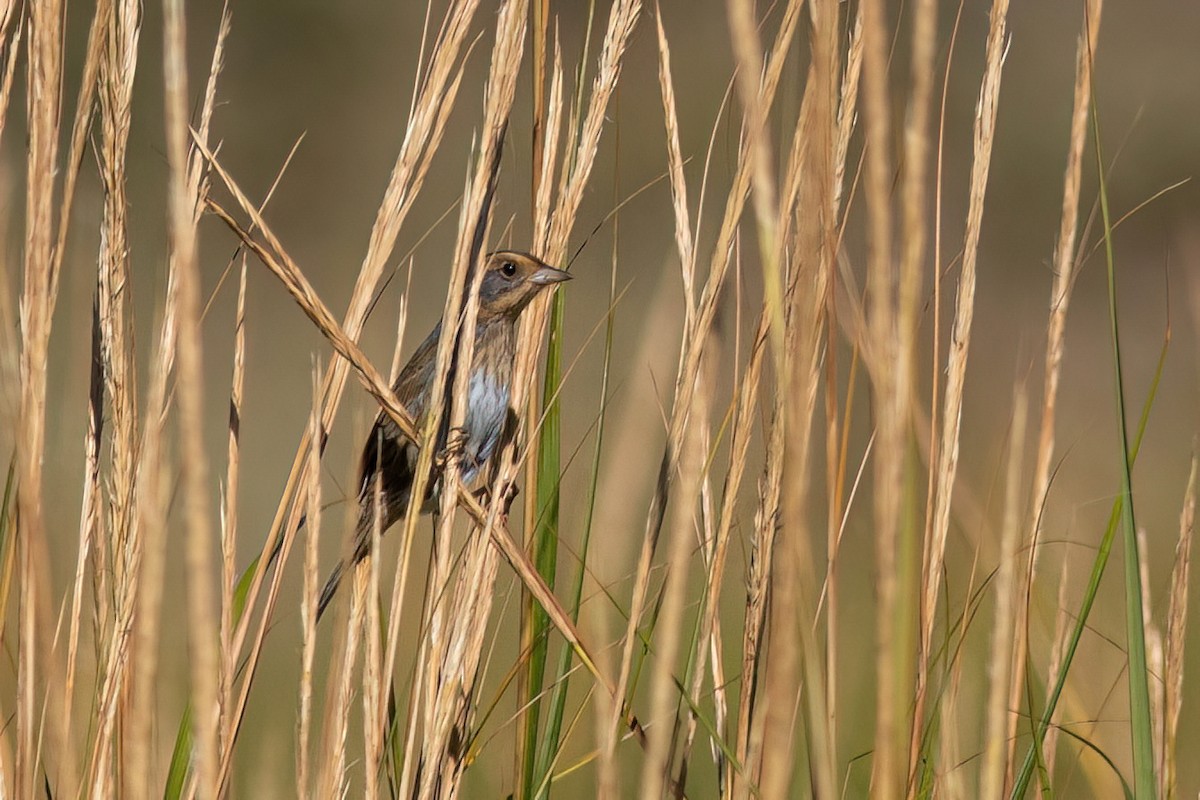 Nelson's Sparrow - ML642946753