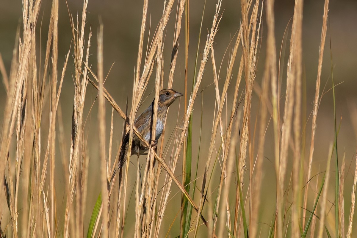 Nelson's Sparrow - ML642946754