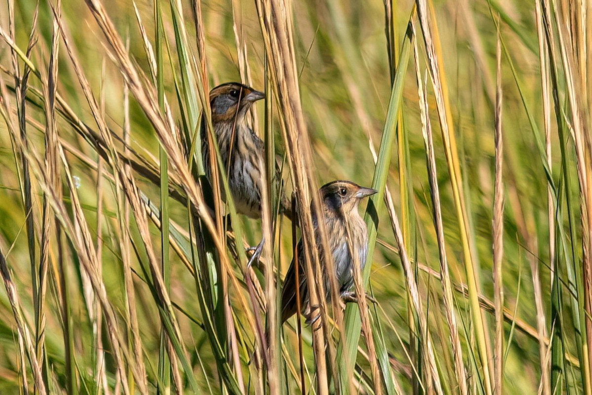 Nelson's Sparrow - ML642946756