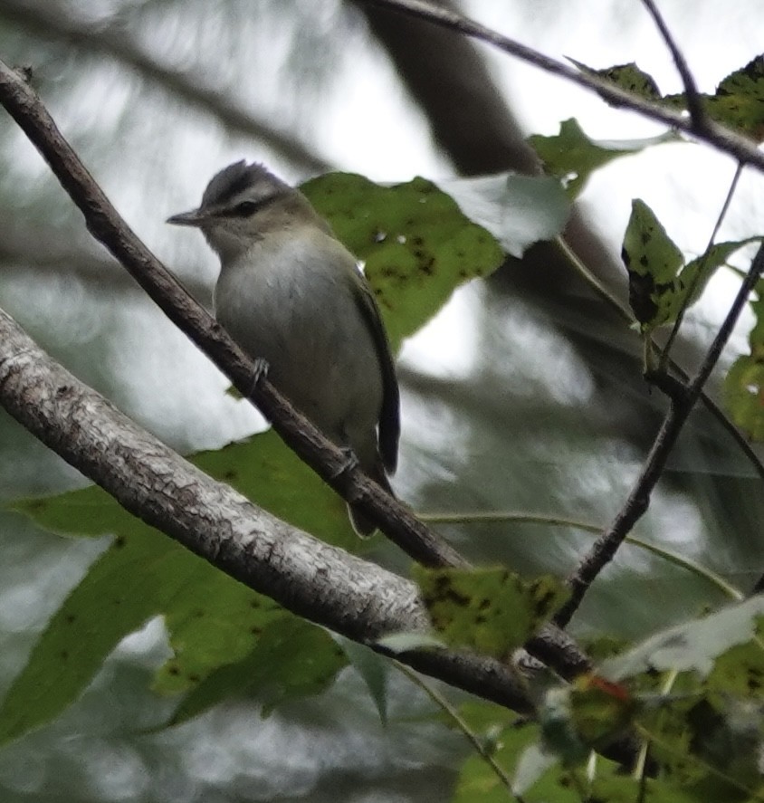 Red-eyed Vireo - ML642946764
